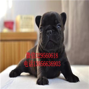 福建福州哪里有卖法牛的纯种法斗多少钱黑色法