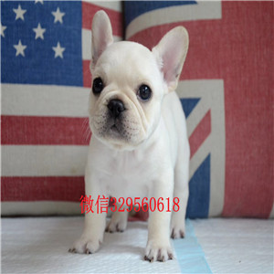 泰安出售纯种法斗精品法斗法国斗牛犬价格