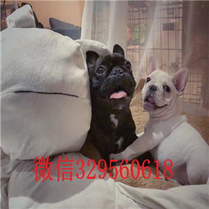 焦作出售多种颜色法斗犬哪里能买到纯种法斗疫苗齐全 价格实惠双血统赛级法斗