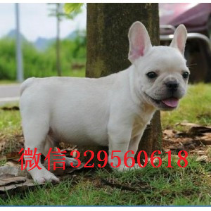 九江哪里有卖的哪里能买到纯种法斗虎斑法斗出售高品质法国斗牛犬