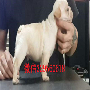 厦门哪里有卖的哪里能买到纯种法斗虎斑法斗出售憨憨的法斗犬