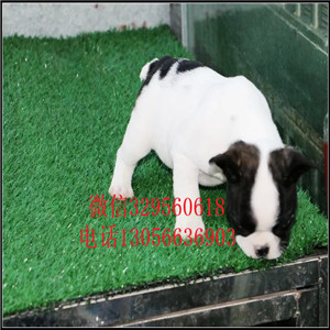 山东泰安哪里能买到法斗精品法国斗牛犬黑色法斗血统纯正