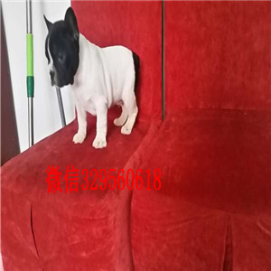 哈尔滨卖双血统法牛奶油色法斗多少钱黑白花法牛法斗犬舍直销