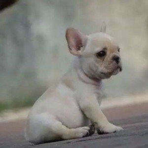 陇南长期繁殖高品质法国斗牛犬  法国斗牛犬基