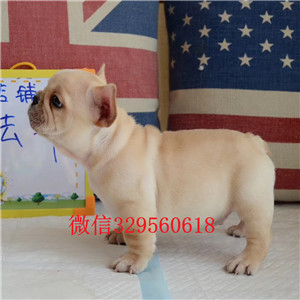 绥化出售法国斗牛犬奶油色法国斗牛犬法国斗牛犬犬舍