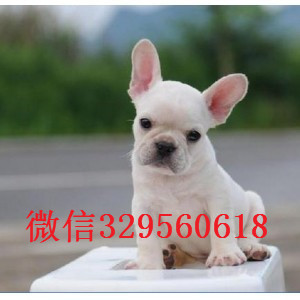 九江哪里有卖的哪里能买到纯种法斗虎斑法斗出售高品质法国斗牛犬