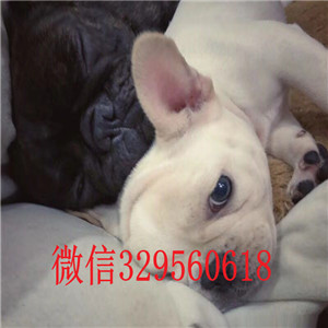 株洲出售奶油色法国斗牛犬纯种法斗幼犬出售法斗图片