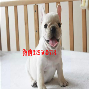 衡阳出售长期出售纯种法斗纯种法斗幼犬出售法