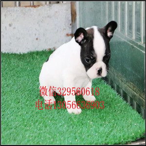 山东泰安哪里能买到法斗精品法国斗牛犬黑色法斗血统纯正