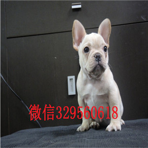 鹤岗卖双血统法牛赛级法斗幼犬出售纯种法牛法
