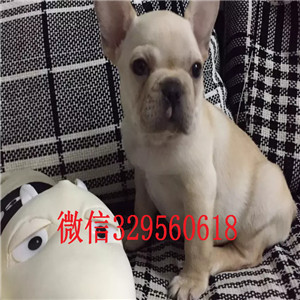 大连卖纯种法牛奶油色法斗多少钱短体法斗法斗