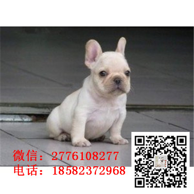 白山长期繁殖高品质法国斗牛犬  法国斗牛犬基地