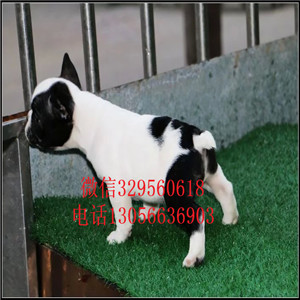 河北承德市出售大头法斗黑白花法斗疫苗齐全