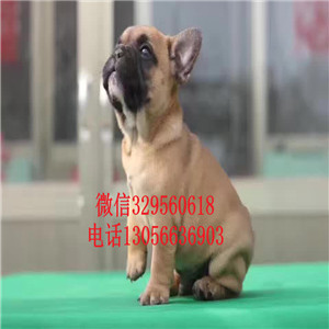 山东聊城哪里有卖法牛的大头法斗奶油色法斗疫