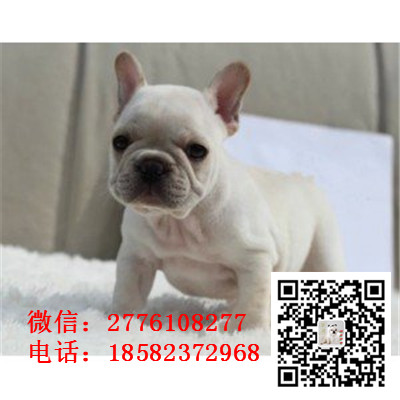 晋中哪里能买到纯种奶油法牛 法国斗牛犬价格 