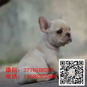 定西出售纯种法牛  法国斗牛犬图片 法斗犬舍 法斗价格