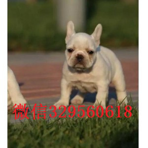 绥化出售纯种法斗犬赛级法斗幼犬出售黑白花法