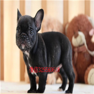 无锡宠物店法斗犬精品法斗法国斗牛犬价格