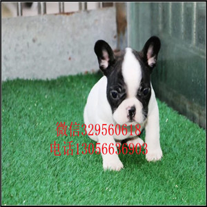 山东泰安哪里能买到法斗精品法国斗牛犬黑色法斗血统纯正