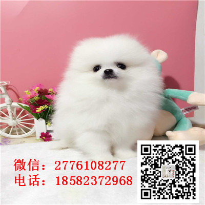 朔州纯种法斗幼犬出售 黑色法斗 纯黑色法牛多