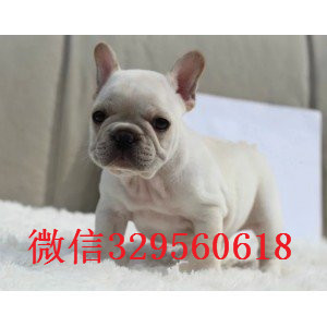 九江哪里有卖的哪里能买到纯种法斗虎斑法斗出