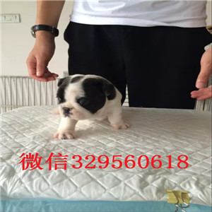 哈尔滨出售纯种法斗犬法斗多少钱一只短体法斗