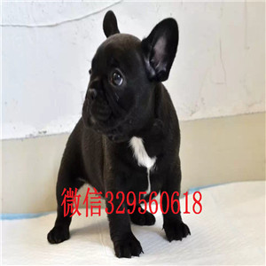四平出售哪里能买到纯种法斗纯种法斗幼犬出售