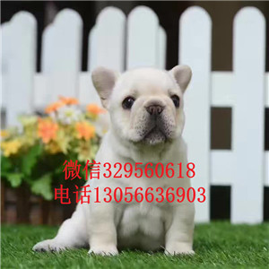山西晋中哪里能买到法斗精品法国斗牛犬奶油色法斗疫苗齐全
