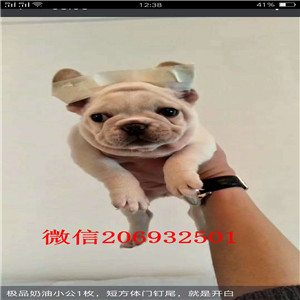 法国斗牛犬幼崽出售中、全程实拍直接视频、签