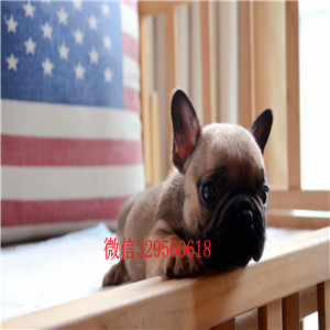 白山宠物店法斗犬黑色法国斗牛犬法国斗牛犬图