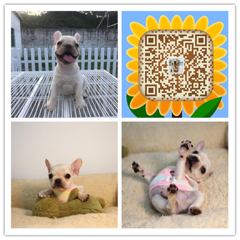 厦门哪里有卖家养法斗犬的 厦门哪里有卖健康