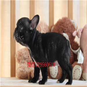 莱芜犬舍法斗狗场黑色法国斗牛犬法国斗牛犬犬舍