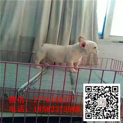 绥化哪里能买到纯种奶油法牛 法国斗牛犬价格 