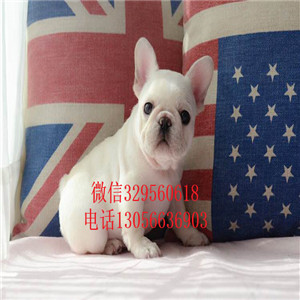 安徽铜陵出售精品法国斗牛犬虎斑法斗疫苗齐全