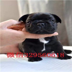 漳州出售多种颜色法斗犬长期出售纯种法斗法斗