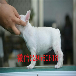 厦门哪里有卖的哪里能买到纯种法斗虎斑法斗出售憨憨的法斗犬