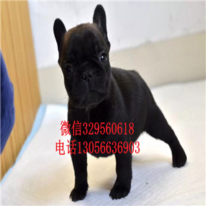 山东莱芜哪里能买到法斗精品法国斗牛犬奶油色法斗血统纯正