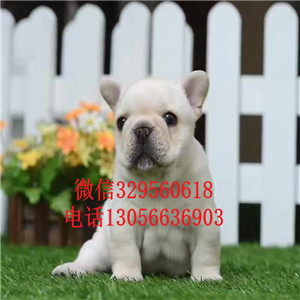 山西晋中哪里能买到法斗精品法国斗牛犬奶油色