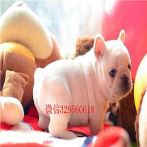 甘孜犬舍斗牛犬精品法斗法国斗牛犬图片