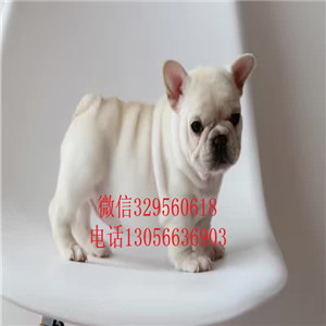 湖南湘潭哪里能买到法斗短体法斗虎斑法斗包纯种健康