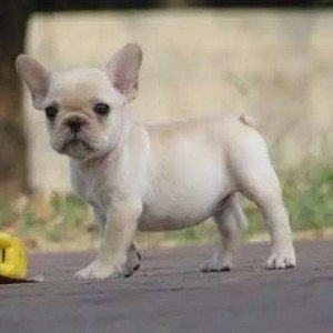 定西出售纯种法牛  法国斗牛犬图片 法斗犬舍 法斗价格