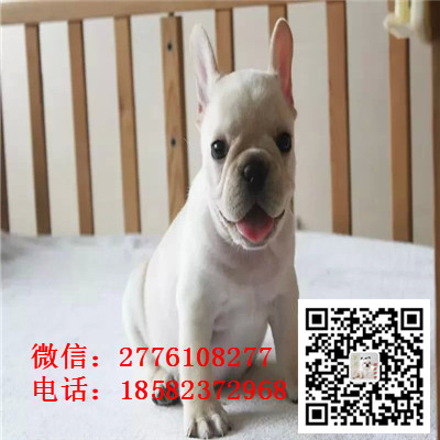 铁岭法国斗牛犬多少钱，哪里出售法国斗牛犬