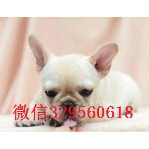 娄底出售长期出售纯种法斗纯种法斗幼犬出售憨