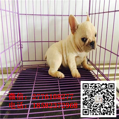 长治出售高品质法国斗牛犬 包健康纯种 高品质
