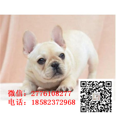 昌吉法国斗牛犬、奶油色、黑色、红色公母都有