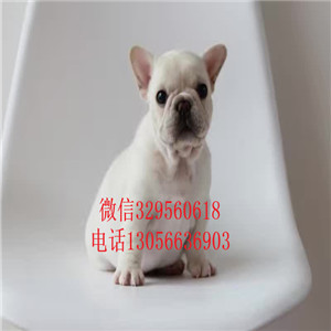 黑龙江鹤岗出售纯种法斗多少钱虎斑法斗血统纯正