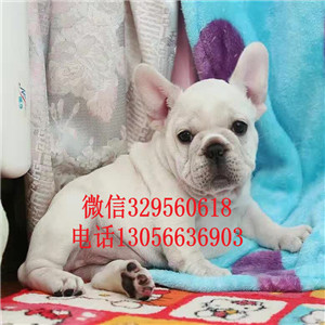 安徽黄山出售精品法国斗牛犬黑白花法斗繁殖基