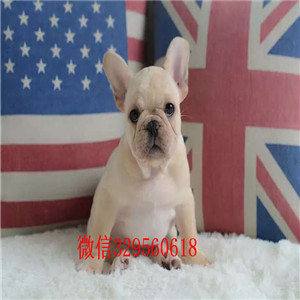 长治卖纯种法牛正规犬舍繁殖法牛纯种法牛包纯种健康