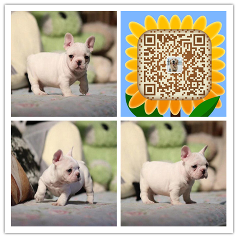 厦门哪里有卖狗的 厦门哪里有正规狗场 厦门哪里有卖纯种法斗的 厦门斗牛犬多少钱