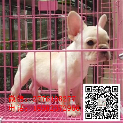 怒江奶油色小方体法斗 法国斗牛犬价格多少钱